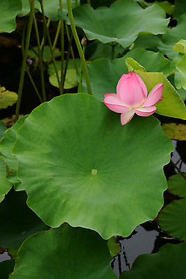 포토 JPG 주간 식물 꽃 분홍색 컬러 한송이 자연 연꽃 사람없음 야외 연못 연잎 국내포토 자연요소 1 잎 생태계 송이 파일형식