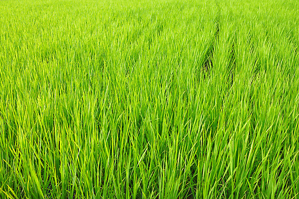 포토 JPG 주간 식물 잎 자연 논 사람없음 야외 초록색 벼 풀 국내포토 자연요소 컬러 농업 곡류 생태계 파일형식
