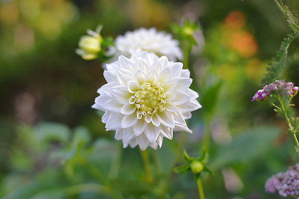 포토 JPG 주간 식물 꽃 컬러 자연 근접촬영 사람없음 야외 흰색 꽃봉오리 국내포토 자연요소 뷰포인트 생태계 파일형식
