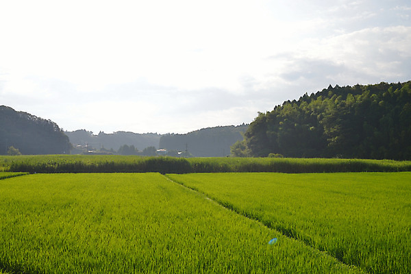 포토 JPG 주간 식물 구름 자연 하늘 산 곡류 풍경 사람없음 야외 모내기 논밭 국내포토 자연요소 밭 농업 논 생태계 파일형식