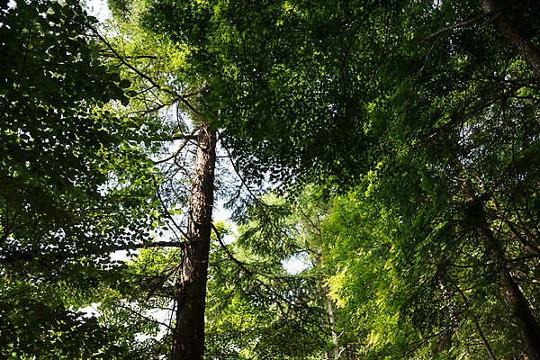 포토 JPG 주간 나무 식물 자연 풍경 사람없음 야외 숲 국내포토 자연요소 생태계 파일형식