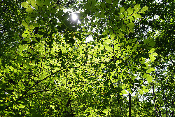 포토 JPG 주간 나무 식물 컬러 잎 자연 사람없음 야외 초록색 햇빛 나뭇가지 국내포토 자연요소 태양 생태계 파일형식