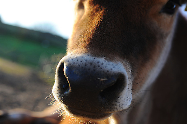 포토 JPG 주간 동물 한마리 육지동물 야생동물 포유류 사람없음 야외 소 코 국내포토 자연요소 1 신체부위 파일형식