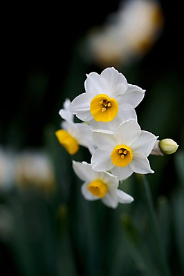 포토 JPG 주간 식물 꽃 컬러 자연 근접촬영 사람없음 야외 아웃포커스 흰색 국내포토 자연요소 뷰포인트 촬영기법 생태계 파일형식