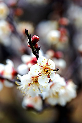 포토 JPG 주간 나무 식물 꽃 컬러 자연 근접촬영 사람없음 야외 벚꽃 흰색 나뭇가지 국내포토 자연요소 뷰포인트 생태계 파일형식