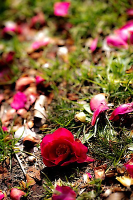 포토 JPG 주간 식물 꽃 컬러 자연 근접촬영 사람없음 야외 빨간색 장미 떨어짐 땅 국내포토 자연요소 뷰포인트 컨셉 생태계 파일형식