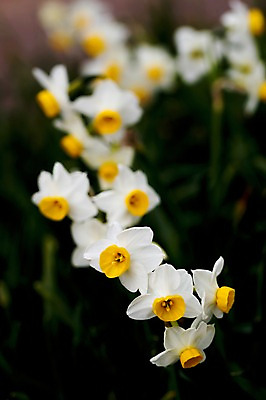 포토 JPG 주간 식물 꽃 컬러 자연 근접촬영 사람없음 야외 흰색 국내포토 자연요소 뷰포인트 생태계 파일형식