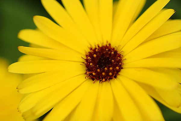 포토 JPG 주간 식물 꽃 컬러 자연 근접촬영 사람없음 야외 노란색 국내포토 자연요소 뷰포인트 생태계 파일형식