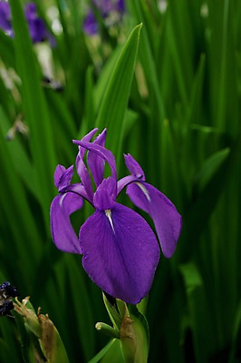 포토 JPG 주간 식물 꽃 컬러 잎 자연 근접촬영 사람없음 야외 보라색 풀 국내포토 자연요소 뷰포인트 생태계 파일형식