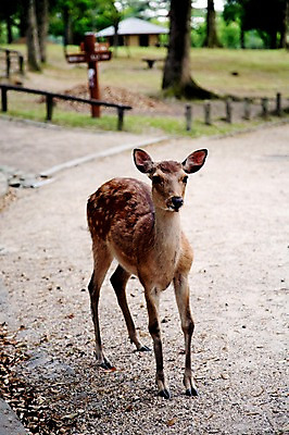 포토 JPG 주간 동물 한마리 육지동물 야생동물 포유류 사람없음 야외 고라니 국내포토 자연요소 1 파일형식