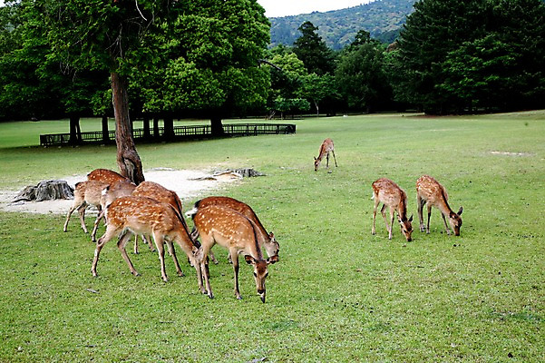 포토 JPG 주간 나무 동물 육지동물 공원 야생동물 여러마리 포유류 초원 사람없음 야외 고라니 국내포토 자연요소 식물 공공시설 다수 파일형식