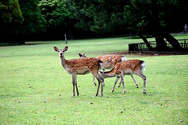포토 JPG 주간 나무 동물 육지동물 야생동물 포유류 세마리 초원 사람없음 야외 고라니 국내포토 자연요소 식물 3 파일형식