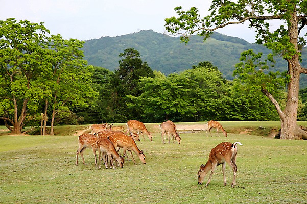 포토 JPG 주간 나무 동물 육지동물 공원 야생동물 여러마리 포유류 산 초원 사람없음 야외 고라니 국내포토 자연요소 식물 공공시설 다수 파일형식