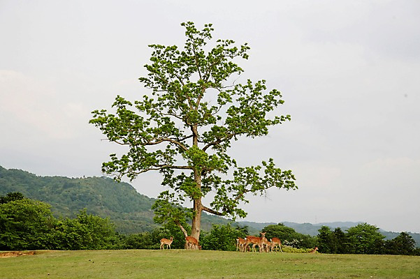 포토 JPG 주간 나무 동물 육지동물 공원 야생동물 여러마리 포유류 사람없음 야외 고라니 국내포토 자연요소 식물 공공시설 다수 파일형식