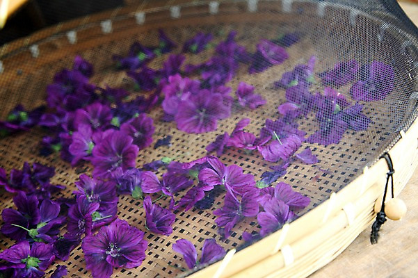 포토 JPG 주간 식물 꽃 컬러 자연 건조 사람없음 야외 보라색 국내포토 자연요소 생태계 파일형식