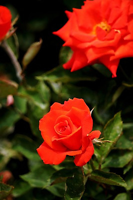 포토 JPG 주간 식물 꽃 컬러 잎 자연 근접촬영 사람없음 야외 빨간색 장미 국내포토 자연요소 뷰포인트 생태계 파일형식