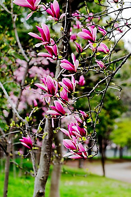 포토 JPG 주간 나무 식물 꽃 분홍색 컬러 자연 사람없음 야외 나뭇가지 꽃봉오리 국내포토 자연요소 생태계 파일형식