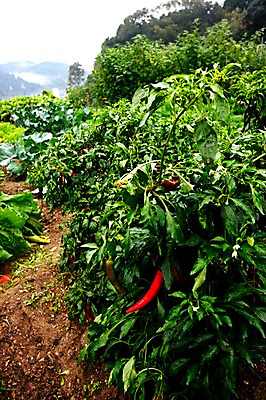 포토 JPG 주간 식물 채소 자연 고추 풍경 사람없음 야외 농작물 농사 국내포토 자연요소 농업 생태계 파일형식