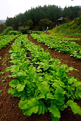포토 JPG 주간 나무 식물 밭 채소 자연 산 사람없음 야외 농작물 농사 국내포토 자연요소 농업 생태계 파일형식