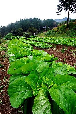 포토 JPG 주간 나무 식물 밭 채소 자연 산 사람없음 야외 농작물 농사 배추 배추밭 국내포토 자연요소 농업 생태계 파일형식