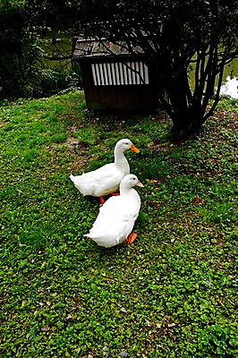 포토 JPG 주간 동물 육지동물 야생동물 잎 두마리 조류 사람없음 야외 풀 거위 국내포토 자연요소 식물 2 파일형식