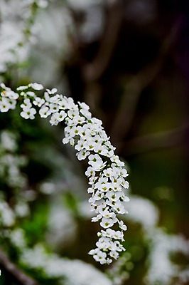 포토 JPG 주간 식물 꽃 컬러 자연 근접촬영 사람없음 야외 흰색 국내포토 자연요소 뷰포인트 생태계 파일형식