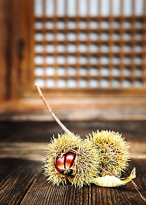 포토 JPG 전통 사람없음 아웃포커스 견과류 밤 밤송이 국내포토 촬영기법 밤_견과류 파일형식