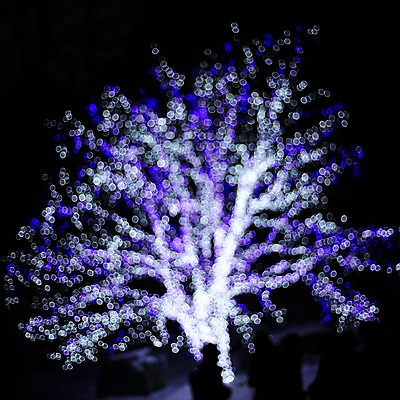 포토 JPG 나무 백그라운드 조명 사람없음 빛 소프트포커스 신비 보케 흐림 국내포토 식물 컨셉 날씨 촬영기법 파일형식