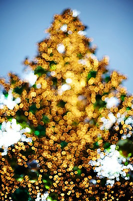 포토 JPG 나무 백그라운드 조명 사람없음 빛 소프트포커스 신비 보케 흐림 국내포토 식물 컨셉 날씨 촬영기법 파일형식