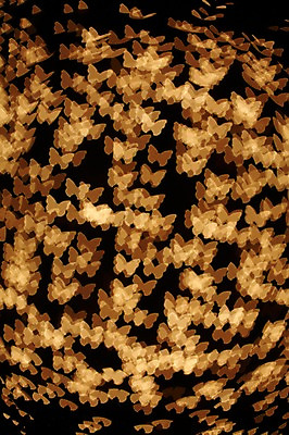 포토 JPG 백그라운드 조명 사람없음 빛 소프트포커스 신비 보케 흐림 국내포토 컨셉 날씨 촬영기법 파일형식