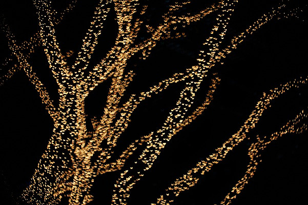 포토 JPG 나무 배경화면 백그라운드 조명 사람없음 빛 나뭇가지 소프트포커스 신비 보케 흐림 국내포토 식물 컨셉 날씨 촬영기법 파일형식