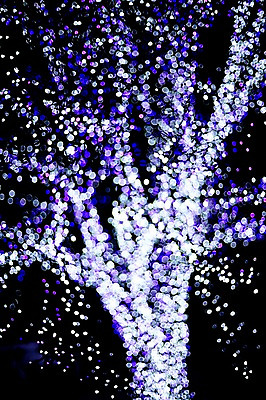 포토 JPG 나무 백그라운드 조명 사람없음 빛 소프트포커스 신비 보케 흐림 국내포토 식물 컨셉 날씨 촬영기법 파일형식