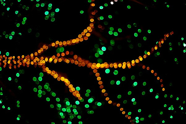 포토 JPG 나무 백그라운드 조명 사람없음 빛 나뭇가지 소프트포커스 신비 보케 흐림 국내포토 식물 컨셉 날씨 촬영기법 파일형식