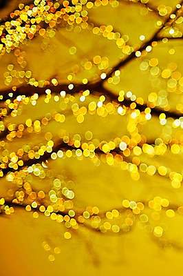 포토 JPG 나무 백그라운드 조명 사람없음 빛 나뭇가지 소프트포커스 신비 보케 흐림 국내포토 식물 컨셉 날씨 촬영기법 파일형식