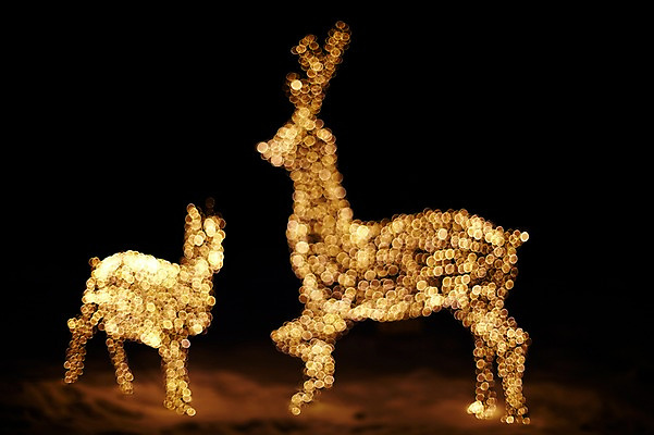 포토 JPG 동물 백그라운드 사슴 조명 사람없음 빛 소프트포커스 신비 보케 흐림 국내포토 컨셉 포유류 날씨 촬영기법 파일형식