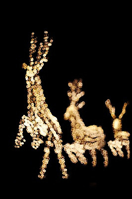 포토 JPG 동물 백그라운드 사슴 조명 사람없음 빛 소프트포커스 신비 보케 흐림 국내포토 컨셉 포유류 날씨 촬영기법 파일형식