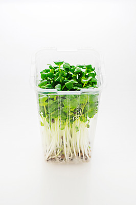 포토 JPG 채소 식재료 실내 사람없음 새싹 새싹채소 국내포토 식물 내부 파일형식