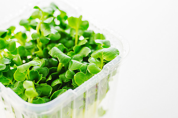 포토 JPG 채소 식재료 실내 사람없음 아웃포커스 새싹 새싹채소 국내포토 식물 촬영기법 내부 파일형식