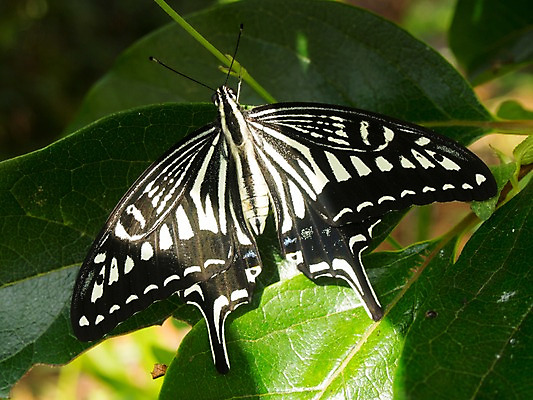 포토 JPG 주간 식물 한마리 나비 곤충 잎 절지류 자연 근접촬영 사람없음 야외 벌레 국내포토 자연요소 동물 1 뷰포인트 생태계 파일형식