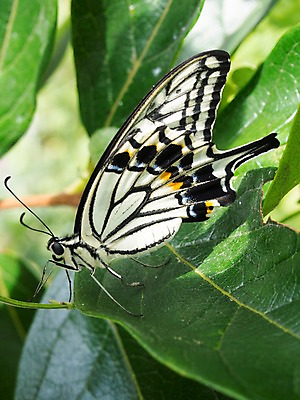 포토 JPG 주간 식물 한마리 나비 곤충 잎 절지류 자연 근접촬영 사람없음 야외 벌레 국내포토 자연요소 동물 1 뷰포인트 생태계 파일형식
