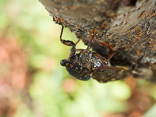 포토 JPG 주간 나무 식물 한마리 곤충 절지류 자연 근접촬영 사람없음 야외 벌레 국내포토 자연요소 동물 1 뷰포인트 생태계 파일형식