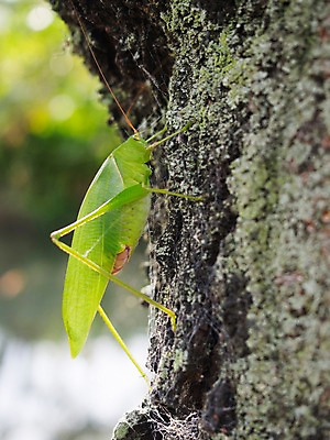 포토 JPG 주간 한마리 곤충 절지류 자연 근접촬영 사람없음 야외 벌레 여치 국내포토 자연요소 동물 1 뷰포인트 생태계 파일형식