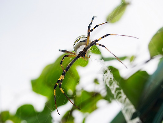 포토 JPG 주간 동물 한마리 곤충 절지류 근접촬영 사람없음 야외 벌레 거미줄 거미 국내포토 자연요소 1 뷰포인트 파일형식