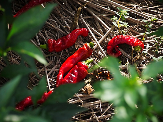 포토 JPG 주간 식물 음식 잎 자연 고추 건조 사람없음 야외 국내포토 자연요소 채소 생태계 파일형식