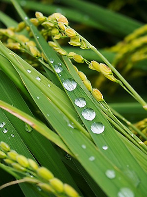 포토 JPG 주간 식물 컬러 잎 자연 사람없음 야외 초록색 추수 벼 물방울 풀 국내포토 자연요소 농업 곡류 생태계 파일형식
