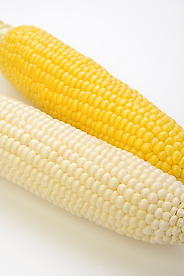 포토 JPG 컬러 채소 식재료 실내 옥수수 사람없음 노란색 두개 국내포토 2 곡류 내부 파일형식