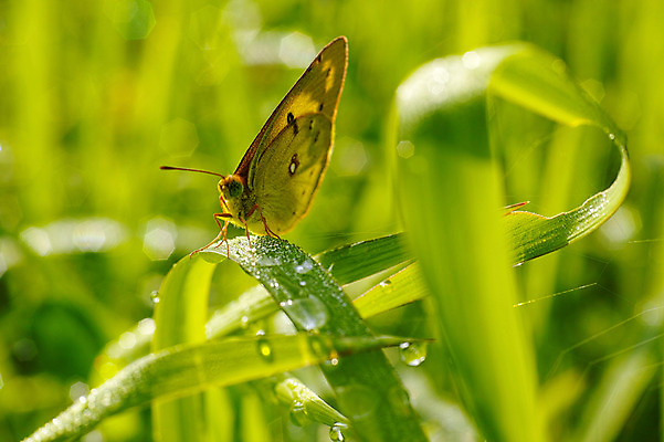 포토 JPG 주간 식물 한마리 나비 곤충 잎 절지류 자연 근접촬영 사람없음 야외 풀 벌레 국내포토 자연요소 동물 1 뷰포인트 생태계 파일형식