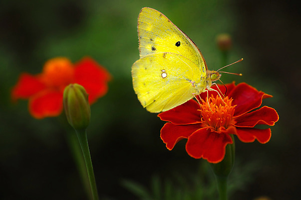 포토 JPG 주간 한마리 꽃 나비 곤충 절지류 자연 근접촬영 사람없음 야외 빨간색 벌레 국내포토 자연요소 식물 동물 1 뷰포인트 컬러 생태계 파일형식