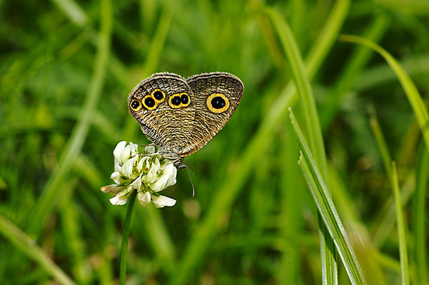 포토 JPG 주간 식물 한마리 꽃 나비 곤충 절지류 자연 근접촬영 사람없음 야외 풀 벌레 국내포토 자연요소 동물 1 뷰포인트 생태계 파일형식
