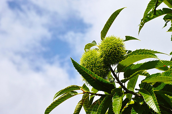 포토 JPG 주간 나무 식물 구름 열매 컬러 잎 자연 하늘 사람없음 야외 초록색 가시 밤 밤나무 국내포토 자연요소 견과류 밤_견과류 생태계 파일형식